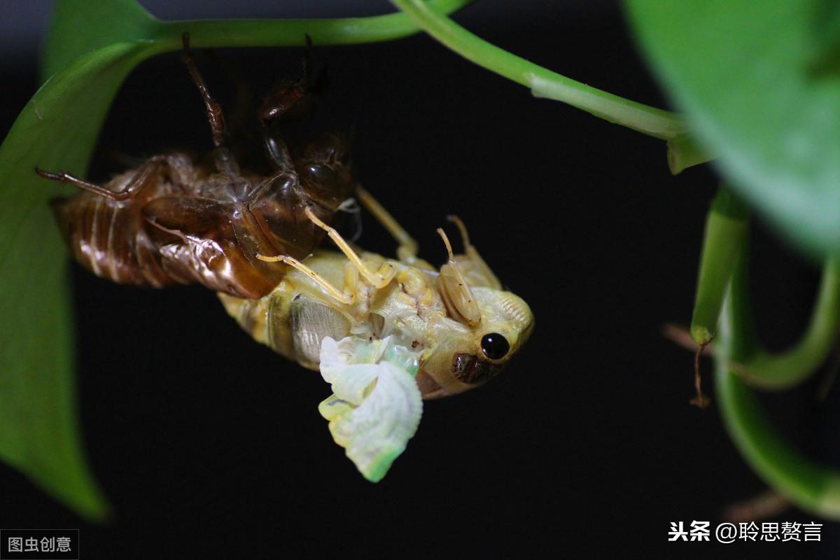 水吟蝉醉离枫，最新章节的诗意探索与情感解读